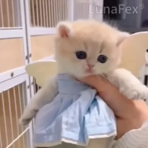 LUNA the Robot Cat 😺 & TOBY the Robot Dog 